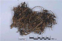 藏品(鬚梅花衣)的圖片